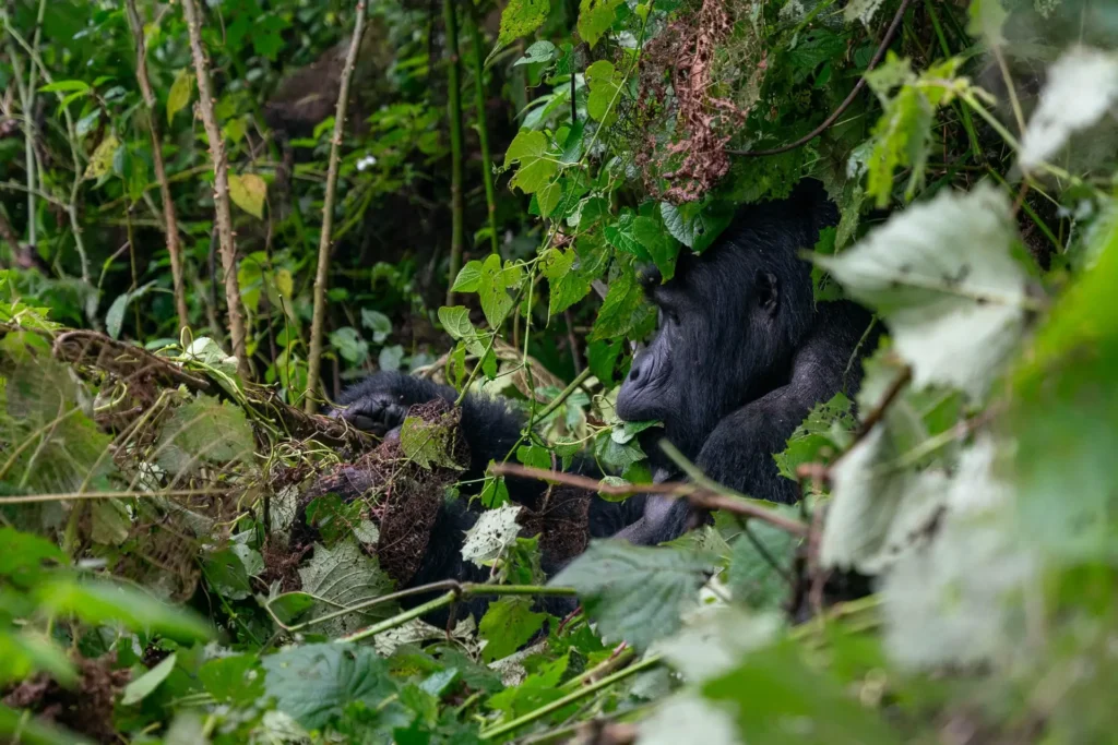 Rwanda Gorilla Trekking Expeditions | Tours & Safaris