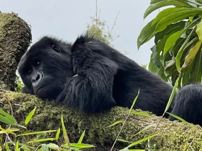 1-Day Rwanda Gorilla Trek 1-Day Rwanda Gorilla Trek