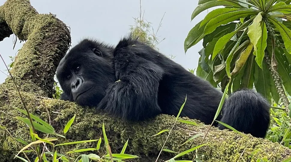 1-Day Rwanda Gorilla Trek from Kigali