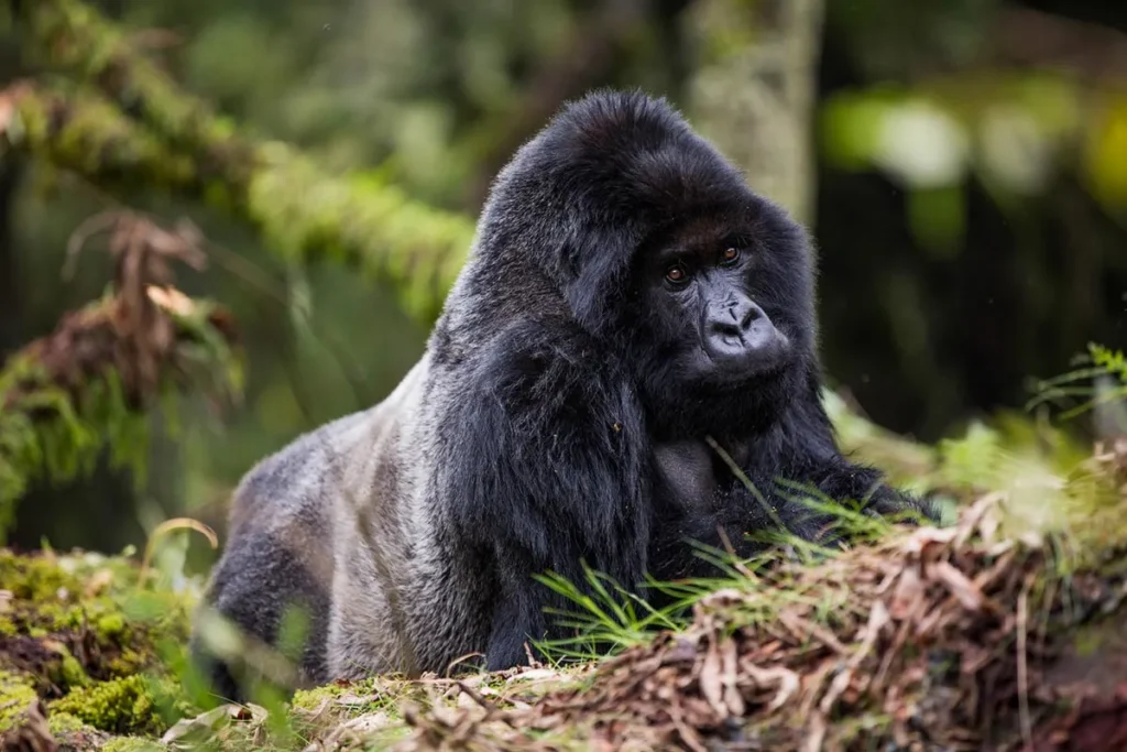 2-Day Rwanda Gorilla Safari.