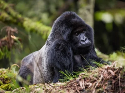 2-Day Rwanda Gorilla Safari. 2-Day Rwanda Gorilla Safari.