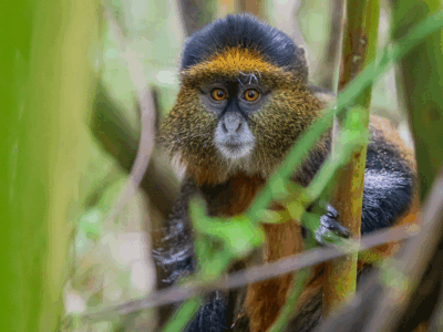 4-Day Exclusive Rwanda Gorilla & Golden Monkey Safari. 4-Day Exclusive Rwanda Gorilla & Golden Monkey Safari.
