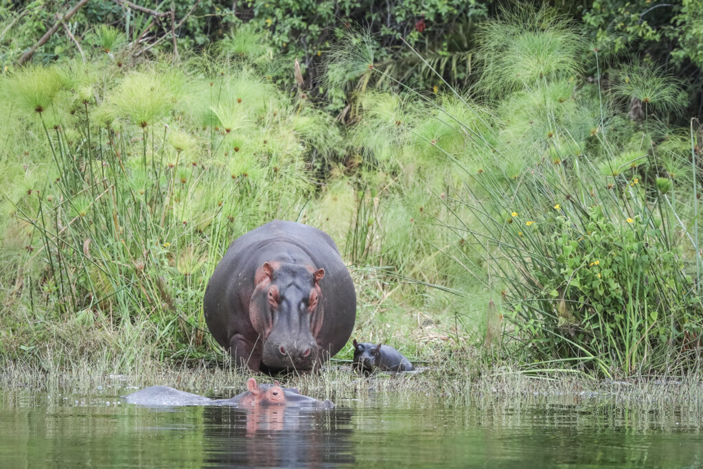 Rwanda Safaris: The Complete Expert Guide (2027)
