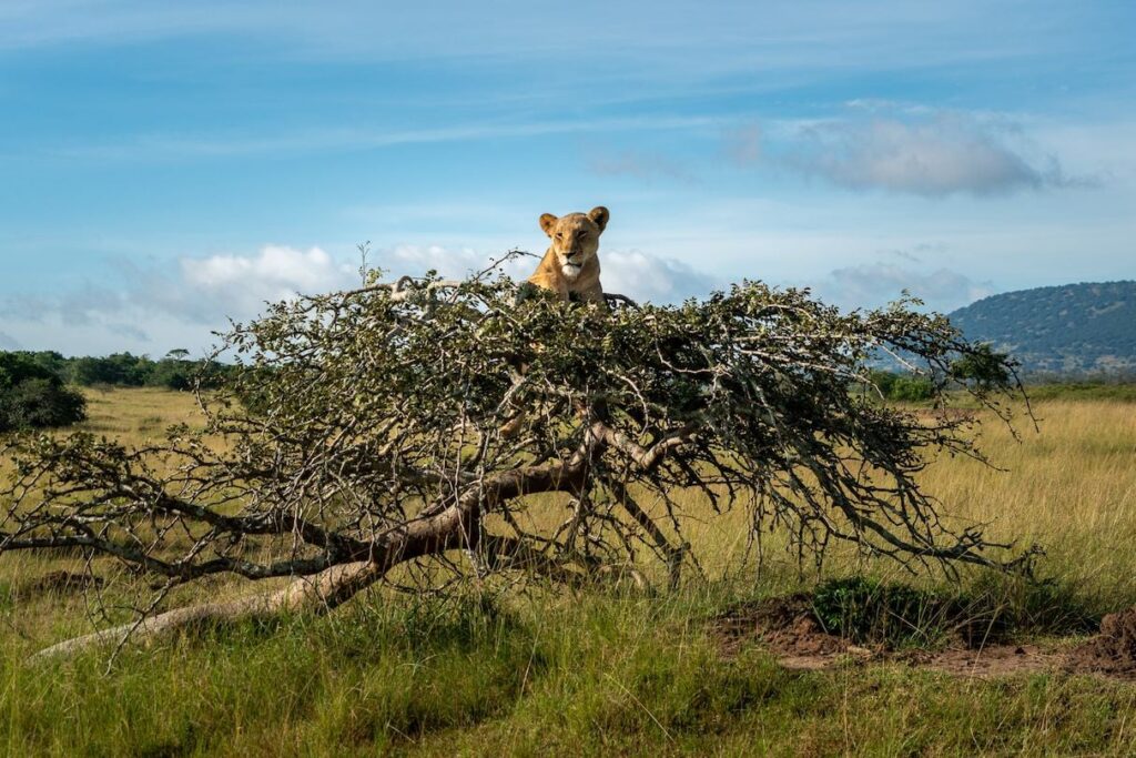 Akagera National Park 