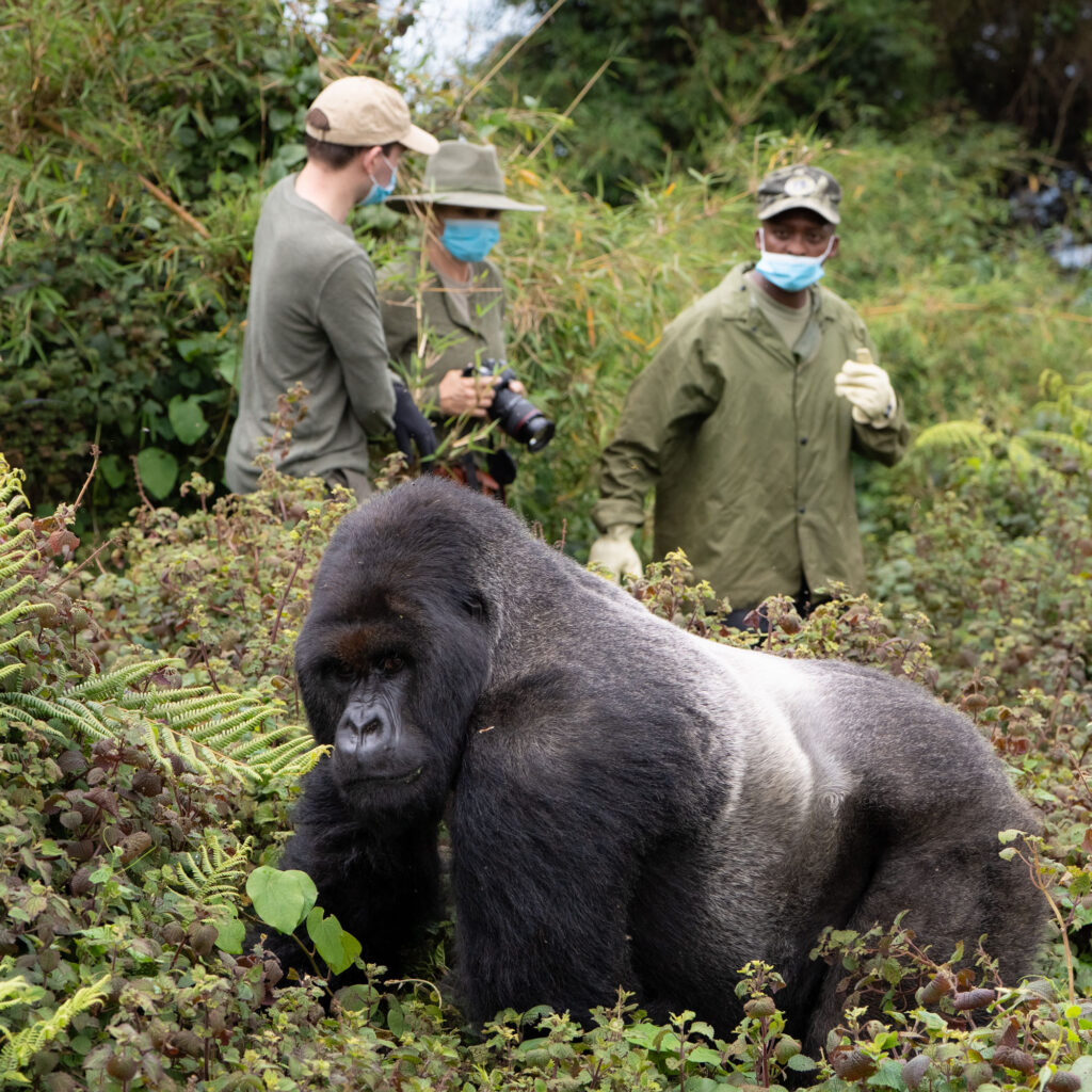 Behind-the-Scenes Gorilla Trekking Experience in Rwanda