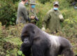 Behind-the-Scenes Gorilla Trekking Experience in Rwanda
