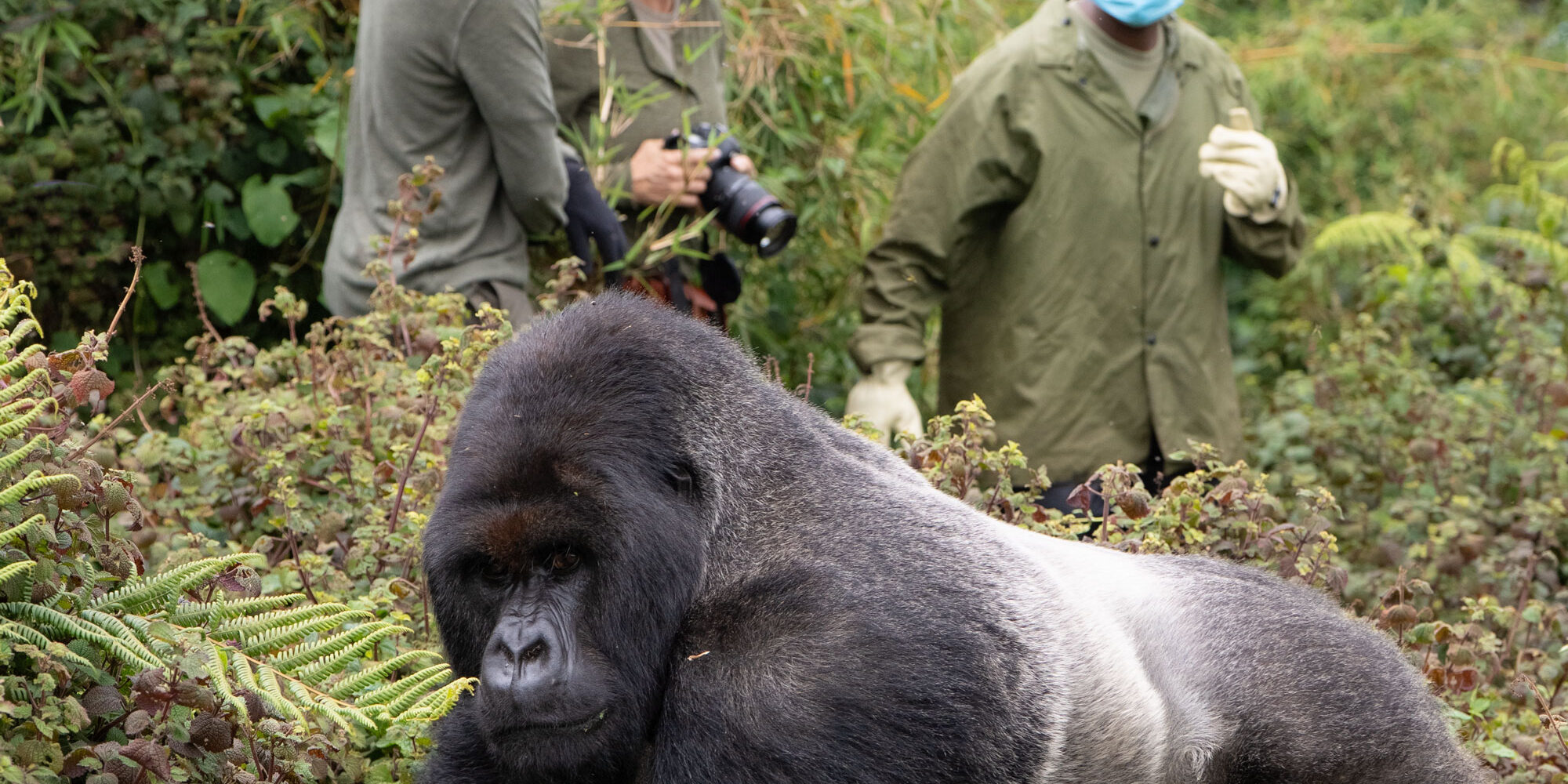Behind-the-Scenes Gorilla Trekking Experience in Rwanda Behind-the-Scenes Gorilla Trekking Experience in Rwanda