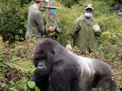 Behind-the-Scenes Gorilla Trekking Experience in Rwanda Behind-the-Scenes Gorilla Trekking Experience in Rwanda