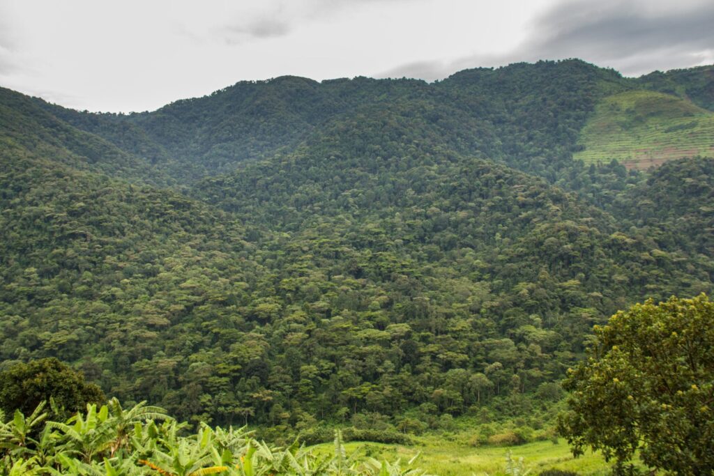 Bwindi Impenetrable Forest
