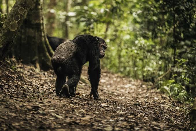 Chimpanzee Trekking in Gishwati-Mukura: What Makes It Different From Nyungwe