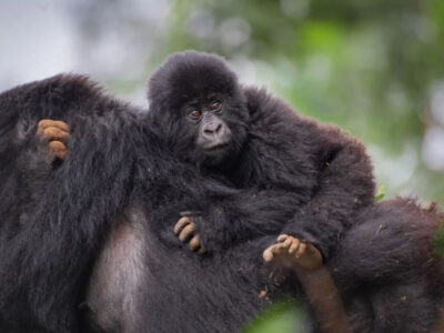 Exclusive Gorilla Trekking in Rwanda