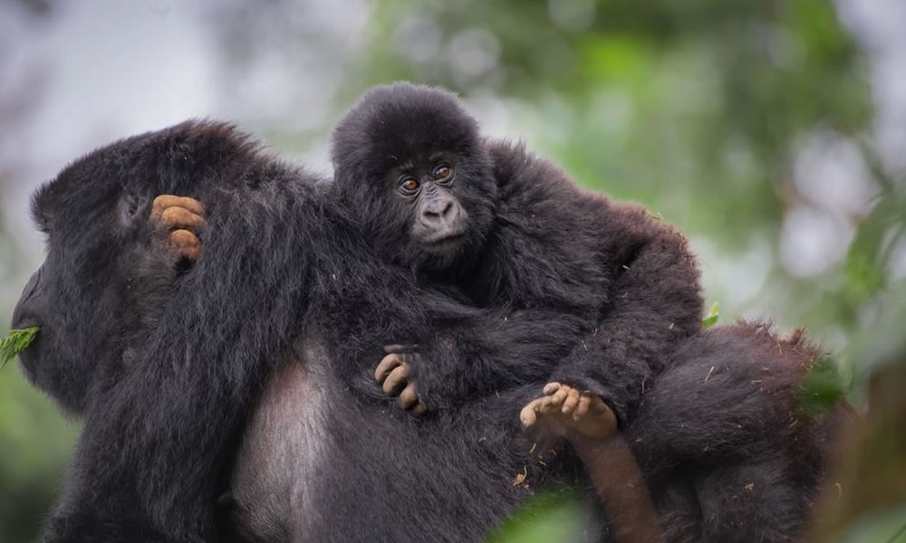 Exclusive Gorilla Trekking in Rwanda