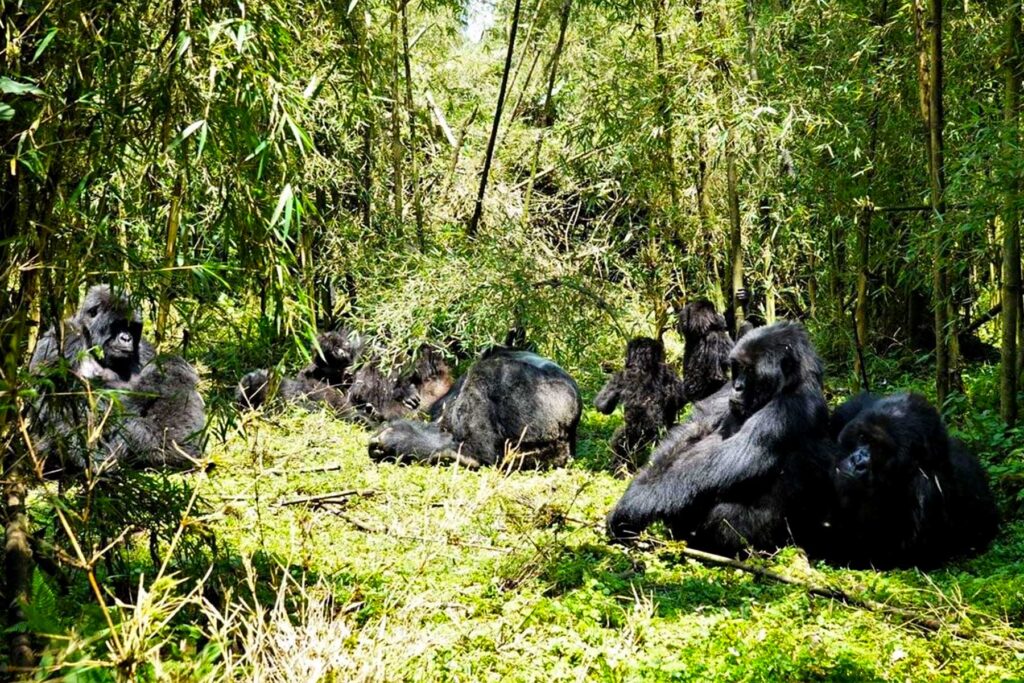 Gorilla Families of Volcanoes National Park: Full 2027 Guide