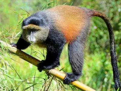 Gorilla Trekking & Golden Monkey Discovery Safari Gorilla Trekking & Golden Monkey Discovery Safari