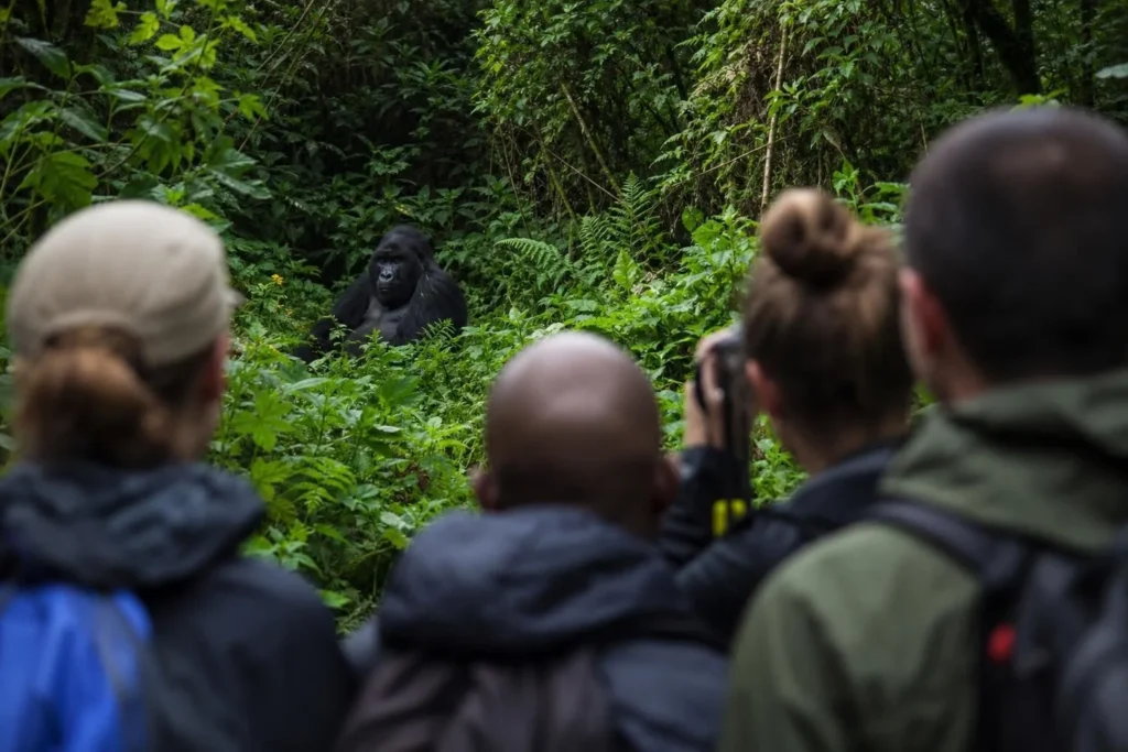 Gorilla Trekking in Uganda Rwanda vs Uganda: Gorilla Trekking