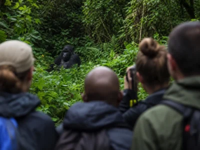 Rwanda vs Uganda: Gorilla Trekking