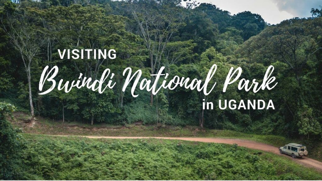 How to Get to Bwindi Impenetrable National Park