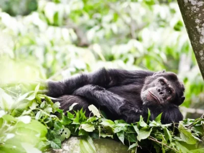 Luxury Rwandan Primate Safari Luxury Rwandan Primate Safari