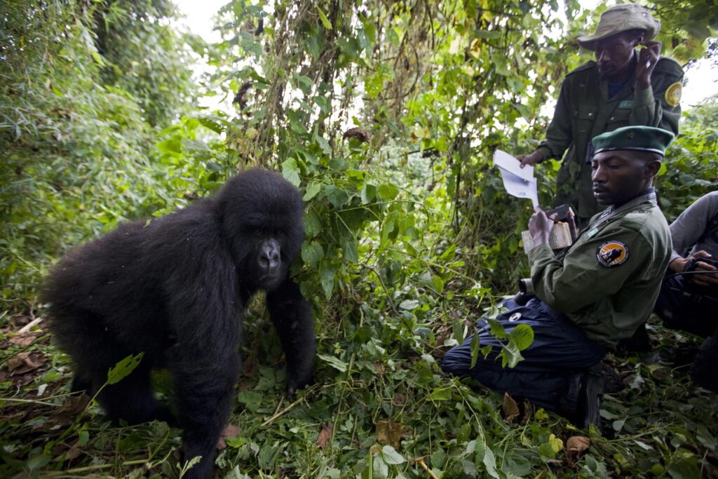 Mountain Gorilla Conservation in Rwanda