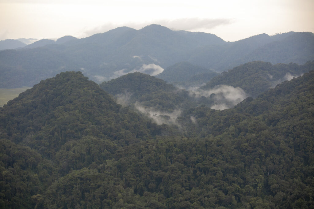 Nyungwe Forest National Park: Rwanda's Chimp Trekking Guide