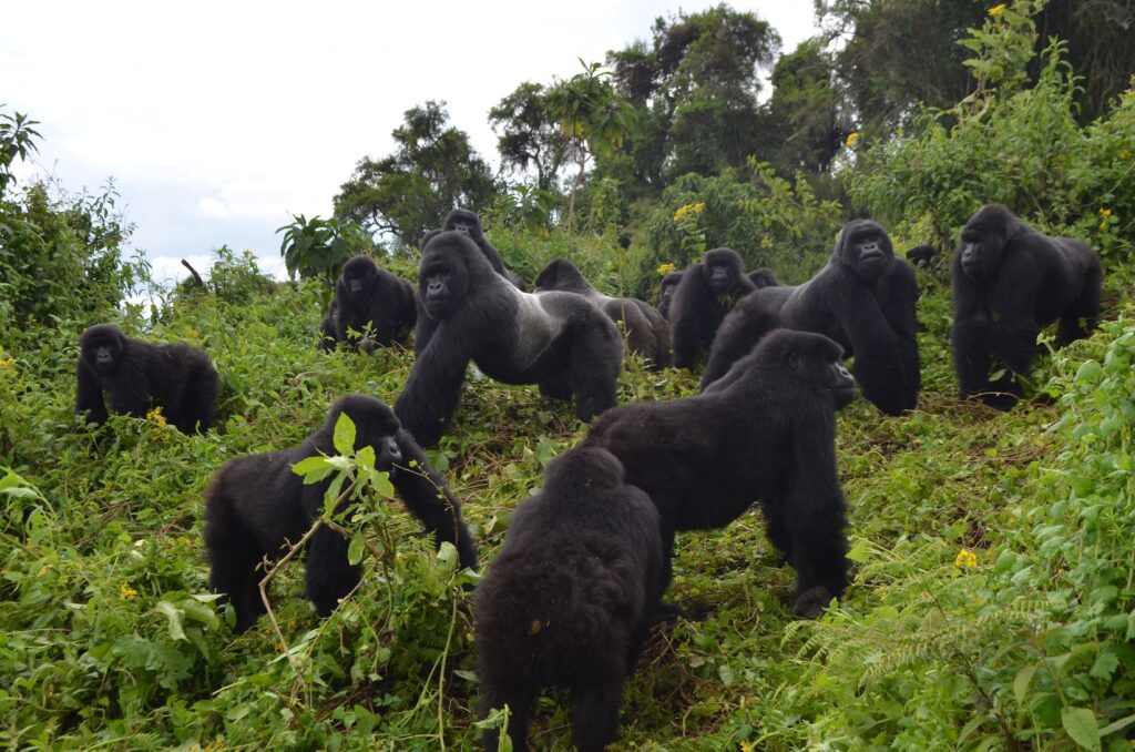 Pablo Gorilla Family