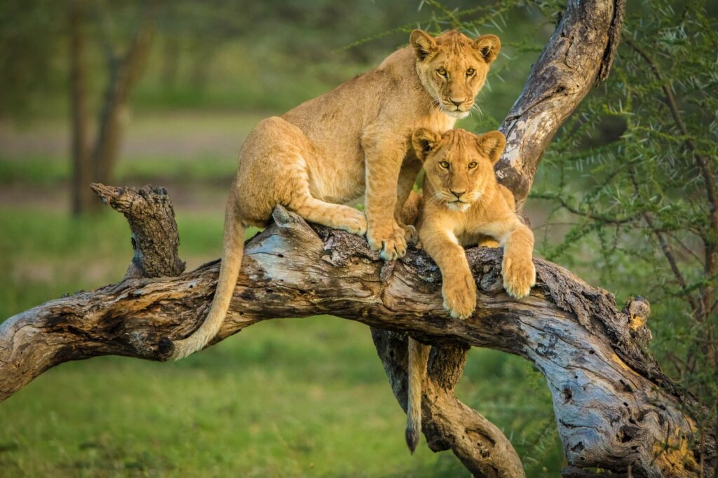 Rwanda Safari Styles: Which Travel Style Is Right for You?