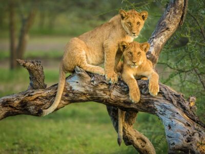 Rwanda Safari Styles: Which Travel Style Is Right for You?