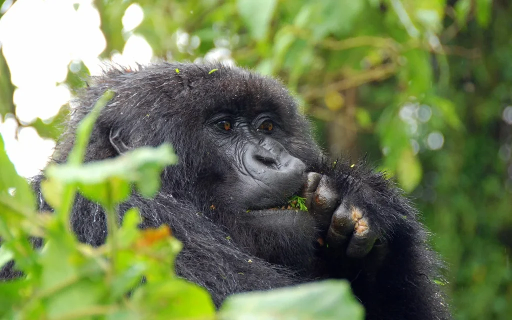 Uganda vs. Rwanda Gorilla Trekking: Costs, Permits & Guide