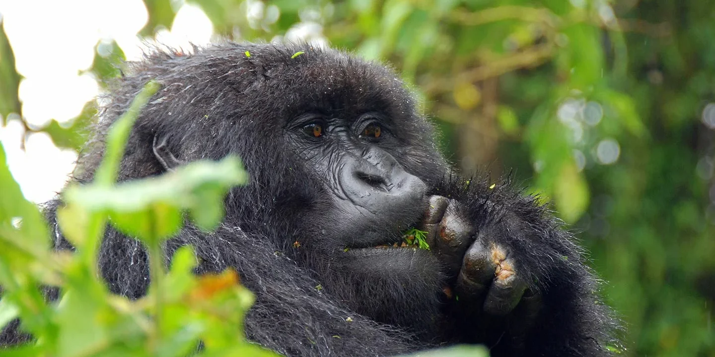 Uganda vs Rwanda Gorilla Trekking Uganda vs. Rwanda Gorilla Trekking: Costs, Permits & Guide