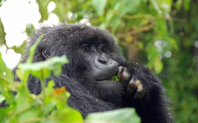Uganda vs Rwanda Gorilla Trekking Uganda vs. Rwanda Gorilla Trekking: Costs, Permits & Guide