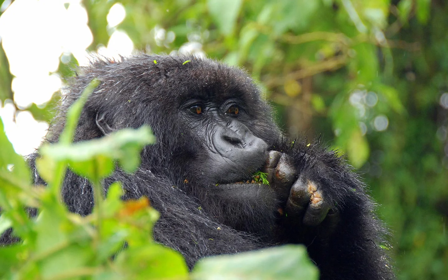 Uganda vs Rwanda Gorilla Trekking Uganda vs. Rwanda Gorilla Trekking: Costs, Permits & Guide