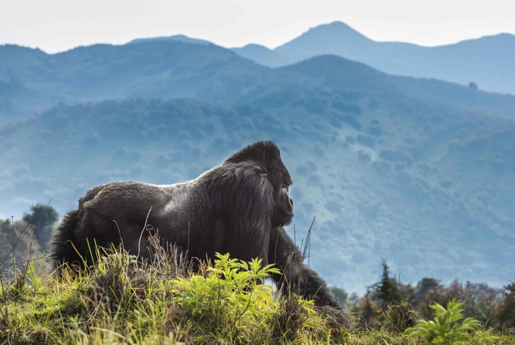 Volcanoes National Park Rwanda: Gorilla Trekking Guide 2027