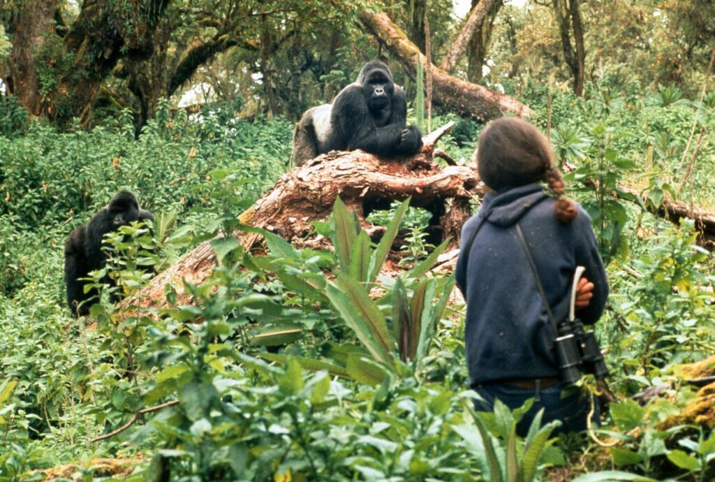 Gorilla Conservation in Rwanda