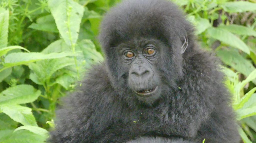 Gorilla Families in Volcanoes National Park