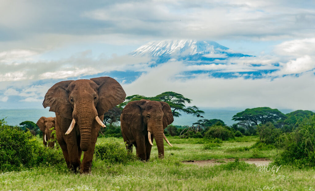 Amboseli National Park: Elephants, Kilimanjaro & Luxury Camps