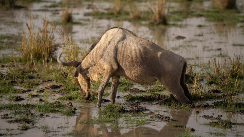 Amboseli National Park: Elephants, Kilimanjaro & Luxury Camps
