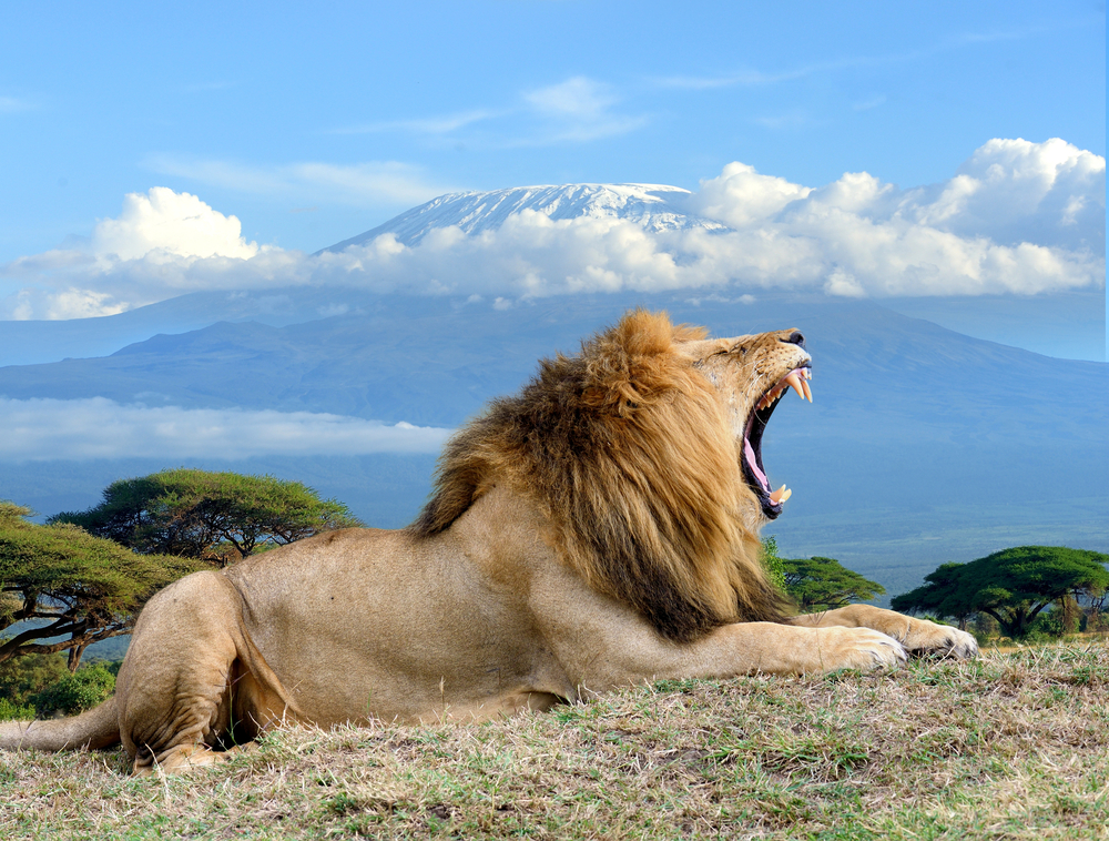 Amboseli National Park: Elephants, Kilimanjaro & Luxury Camps