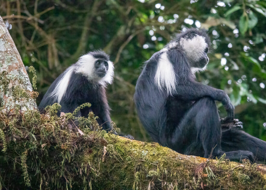 Angola Colobus Monkey Troops