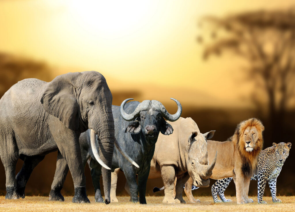 Big Five Safaris in Serengeti