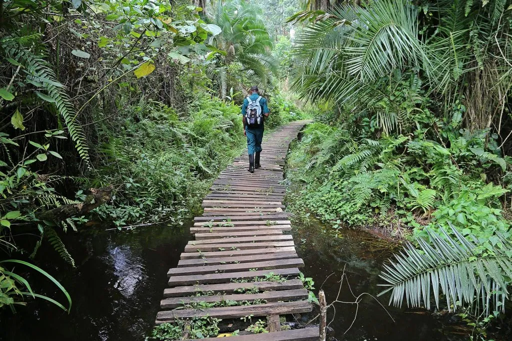 Bigodi Swamp walk