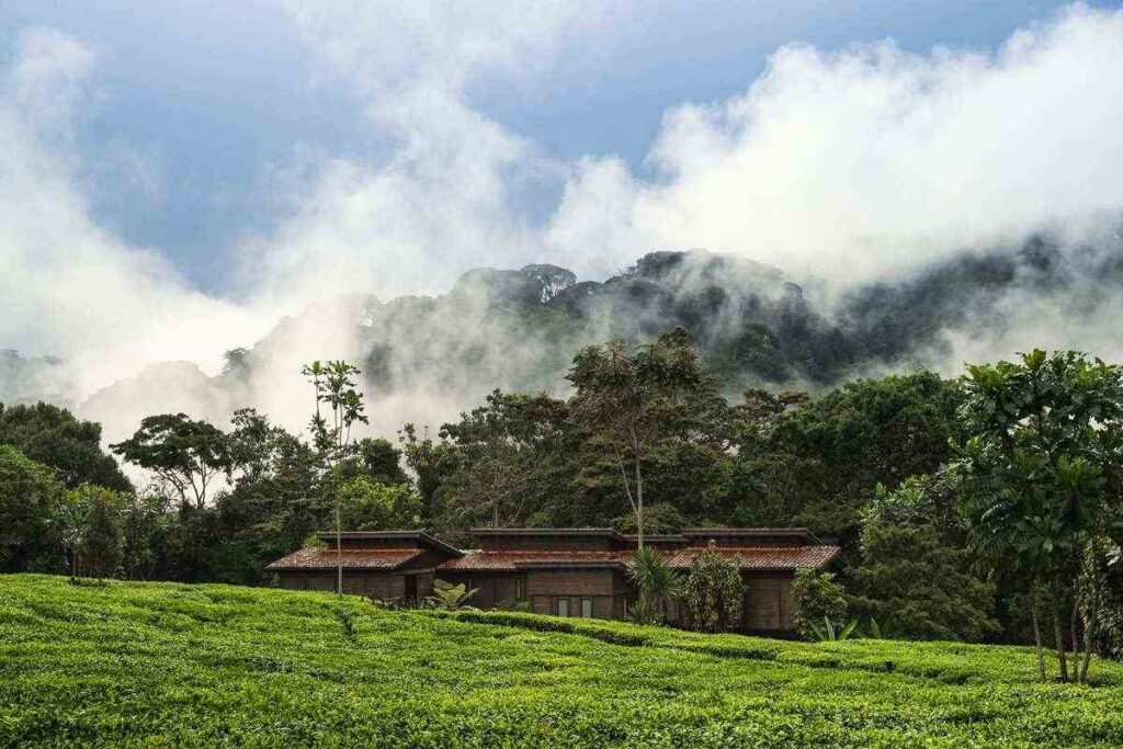 Gisakura tea plantation