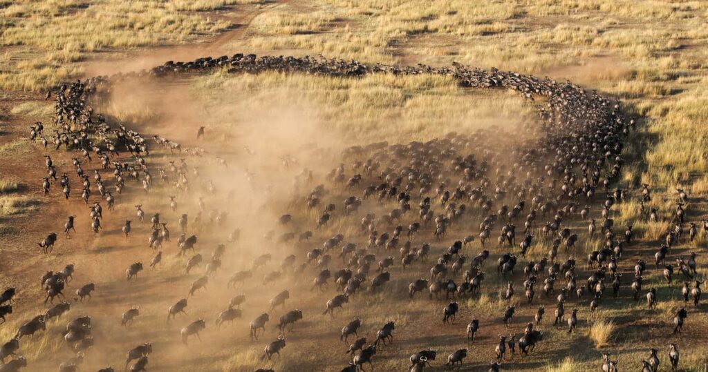 Great Migration in the Masai Mara