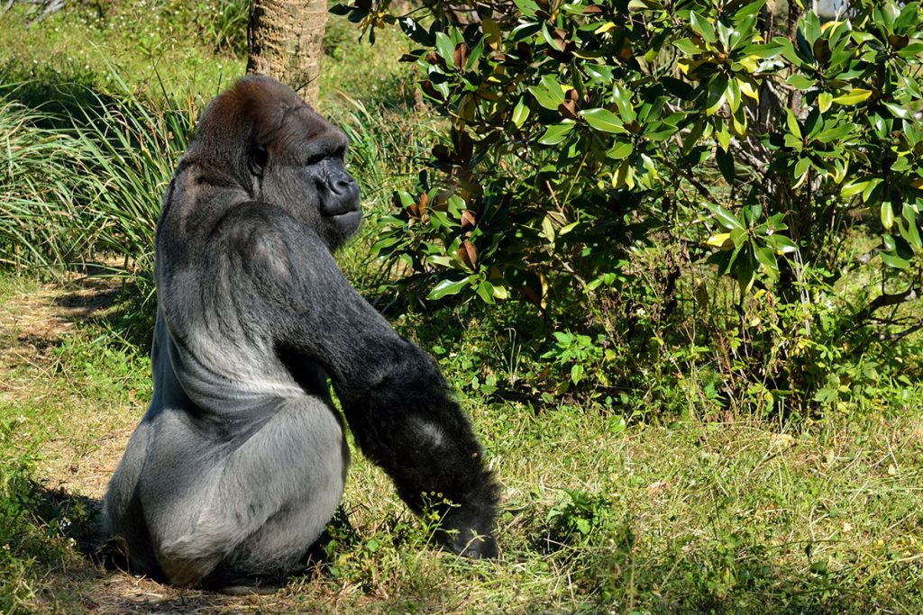 Kahuzi-Biega National Park 2027: Access, Cost & Safety Guide