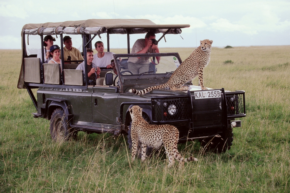 Kenya Safaris 2027: Complete Guide to Parks, Cost & Timing