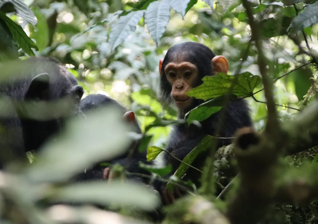 Kibale Forest National Park: Uganda Chimp Trekking Guide