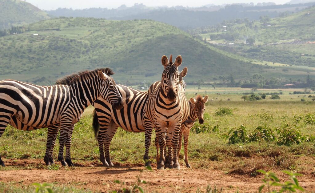 Lewa Wildlife Conservancy Grevy Zebras