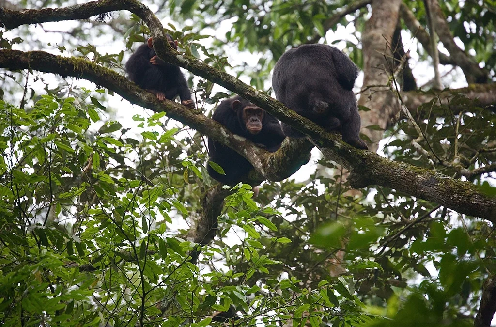 7-Day Luxury Rwanda Safari: Nyungwe, Kivu & Gorillas