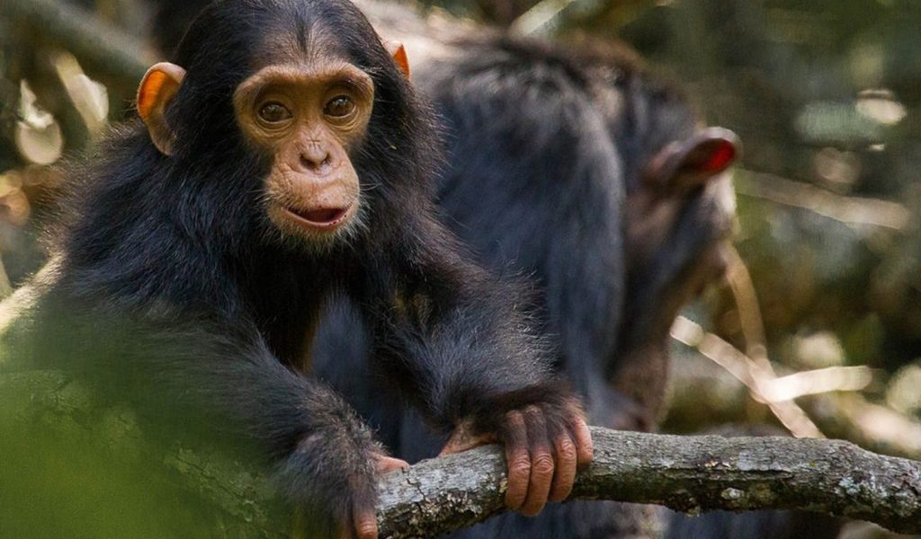 Ol Pejeta Chimpanzee Sanctuary Sweetwaters