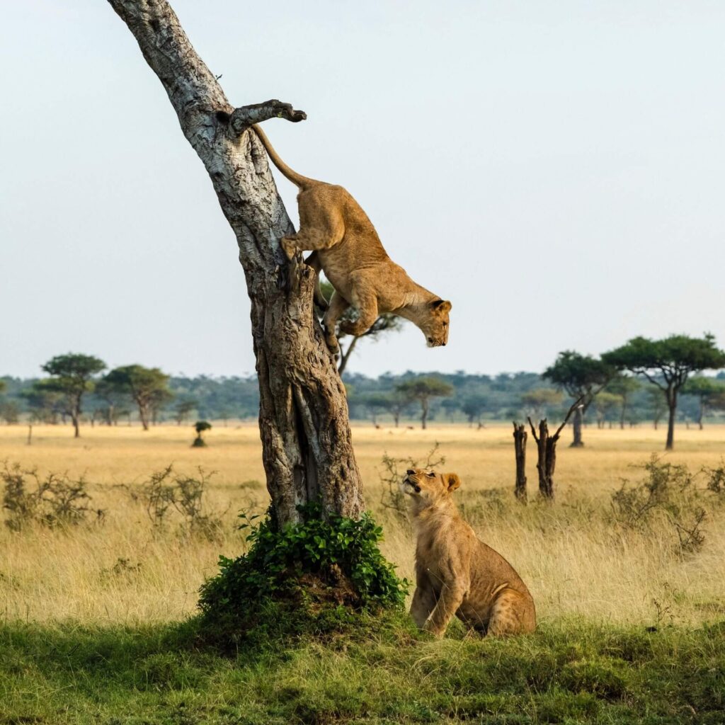 Queen Elizabeth National Park: The Complete 2027 Safari Guide