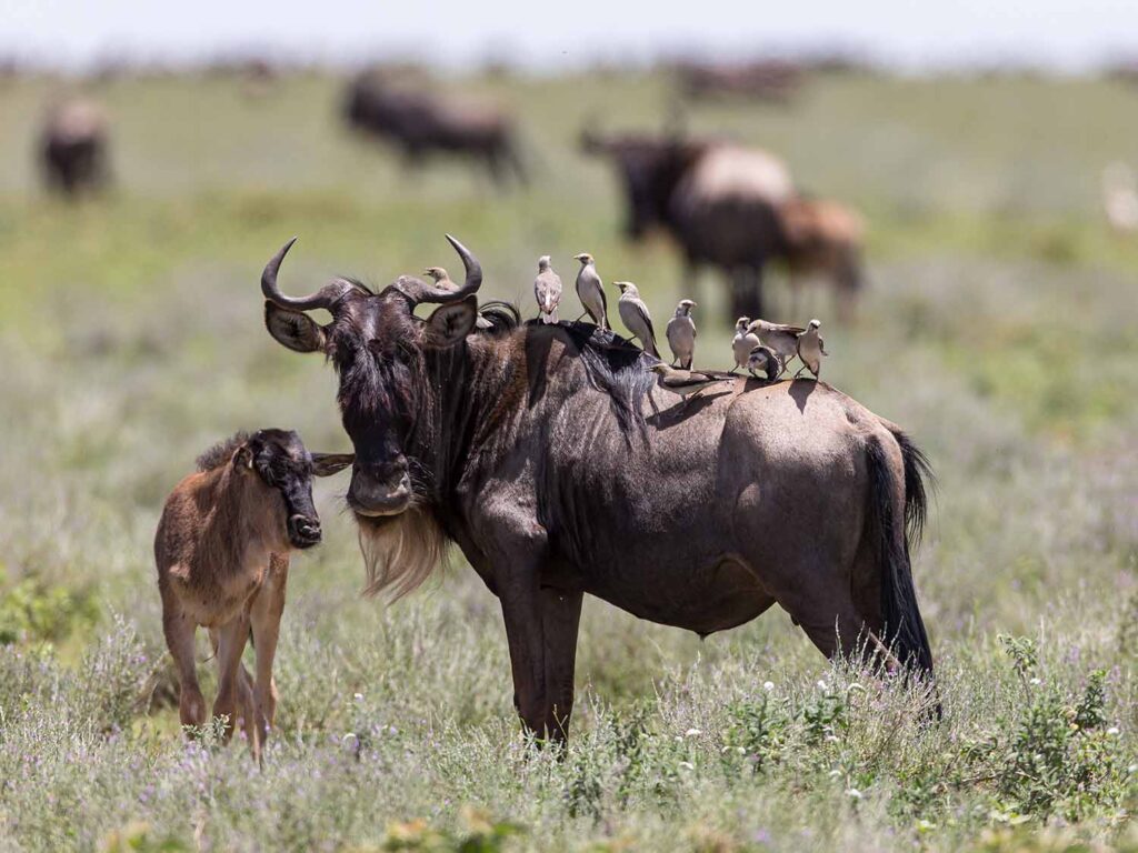 Serengeti Wildebeest Calving Season